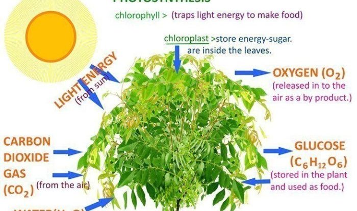 Pogil photosynthesis what's in a leaf