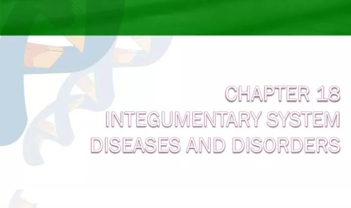 Chapter 18 the integumentary system