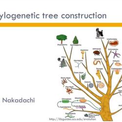 Cladogram worksheet cladograms answers trees activity phylogenic evidence make cladistics evolutionary studylib file worksheets study site lab data fedjp grass