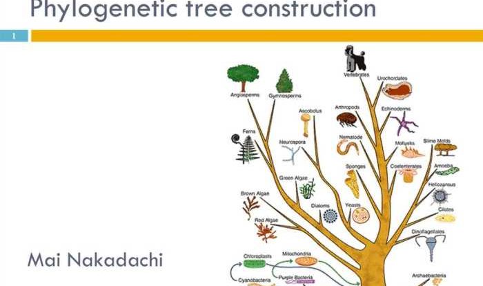 Cladogram worksheet cladograms answers trees activity phylogenic evidence make cladistics evolutionary studylib file worksheets study site lab data fedjp grass