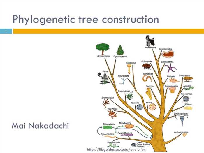 Cladogram worksheet cladograms answers trees activity phylogenic evidence make cladistics evolutionary studylib file worksheets study site lab data fedjp grass