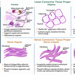 Match each connective tissue function with the appropriate image.