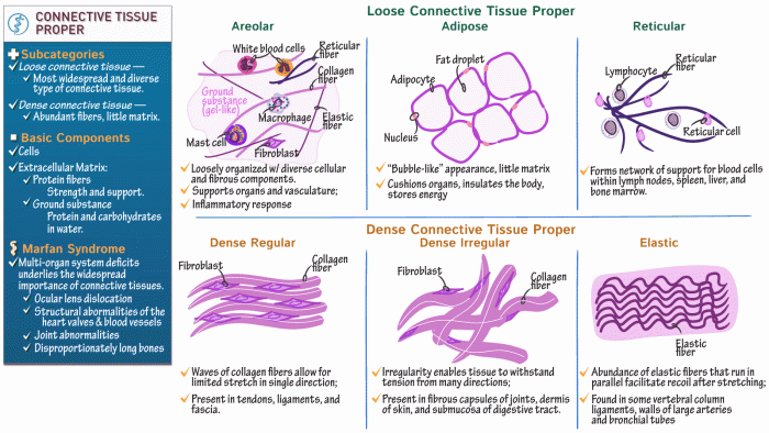 Match each connective tissue function with the appropriate image.