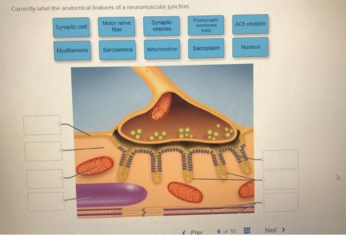 Correctly label the anatomical features of a neuromuscular junction.