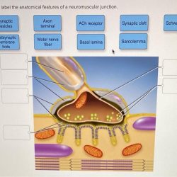 Correctly label the anatomical features of a neuromuscular junction.