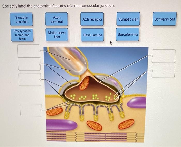 Correctly label the anatomical features of a neuromuscular junction.