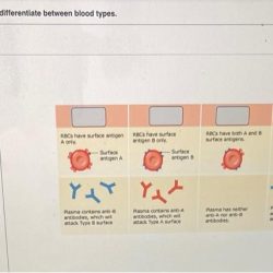 Blood identify diagram drag labels test types typing specific correspond onto results type clumping rh anti answer