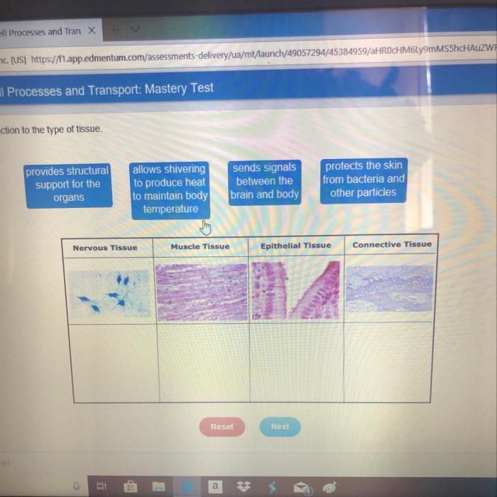 Epithelial epithelium tissues cells squamous stratified physiology layers digestive