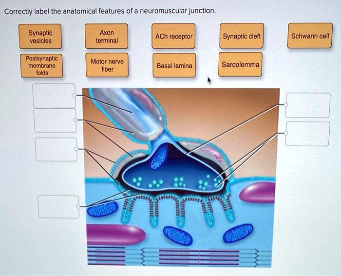 Neuromuscular junction