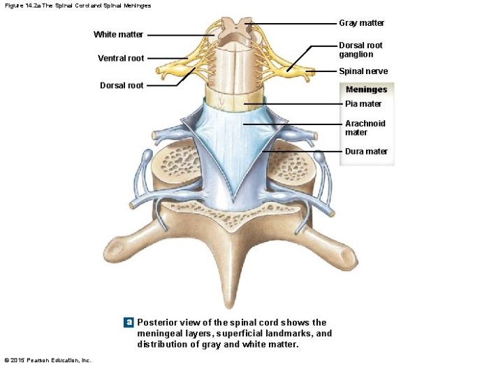 Art-labeling activity the spinal cord and spinal meninges