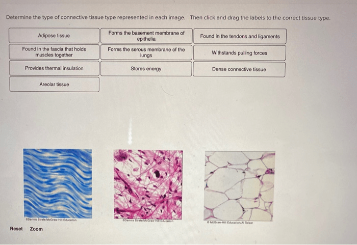 Nervous epithelial connective muscle tissues arrowright relaxation