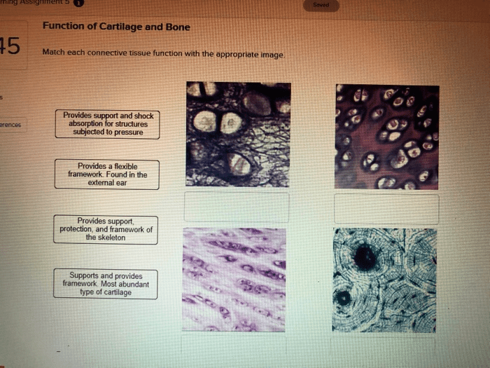 Match each connective tissue function with the appropriate image.