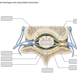 Spinal cord diagram anatomy functions section cross