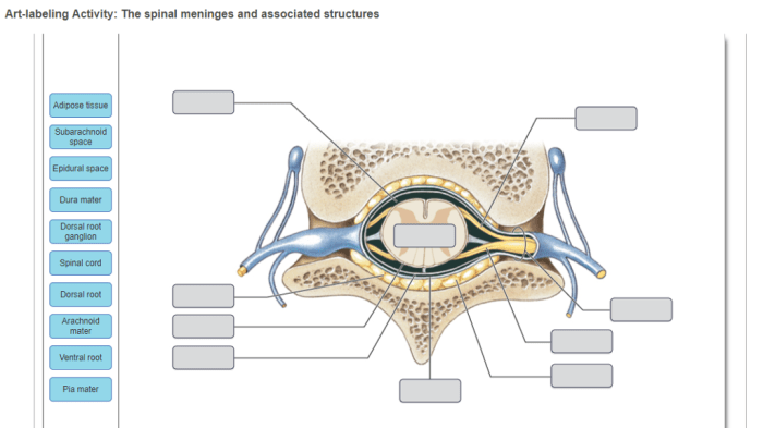 Spinal cord diagram anatomy functions section cross