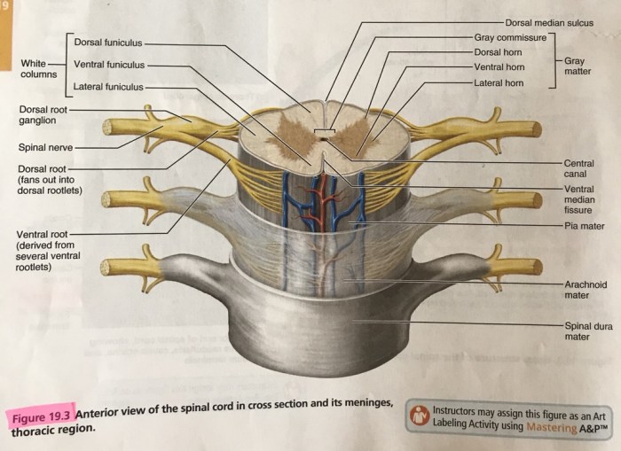 Art-labeling activity the spinal cord and spinal meninges